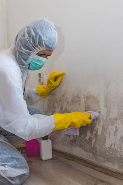 Environmental Consulting for Mold Prevention in West Carrollton, OH